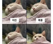 고양이들 특징