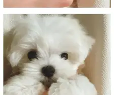 옆집에서 건너온 말티즈