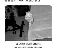 외출 했을때 집에있는 고양이