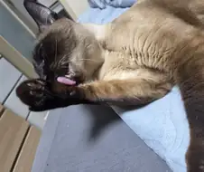 그냥 쪼코맛 젤리 핥아먹는 사진입니다