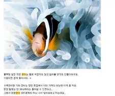 [클래식] 문어가 죽었슴다.. --;