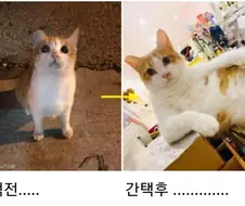길냥이 간택 전후 차이ㅋㅋㅋ