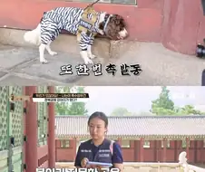 경복궁에 유일하게 출입이 가능하다는 강아지