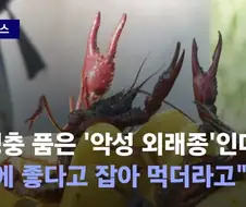생태계 파괴종 미국 가재