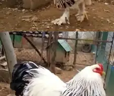 온몸이 치킨으로 이루어져있다는 생물.jpg
