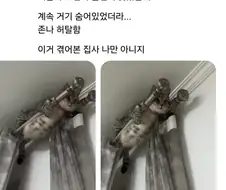 고양이 잃어버린 줄 알고 오열함