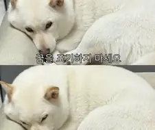 "꿈을 포기하지 마요".jpg