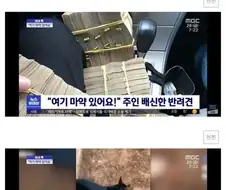 지위를 위해 주인을 배신한 개.JPG