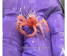 지금까지 발견된 것 중 가장 작은 킹크랩 새끼