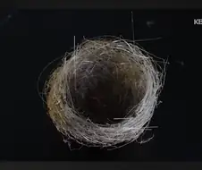 신물질에 정신을 못차리고 있는 종족.jpg