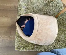 집을 빼앗겨 망연자실한 고양이