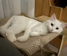 우리집 고양이 보고 갈래?