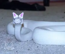 버튜버)짤공장장님 신작
