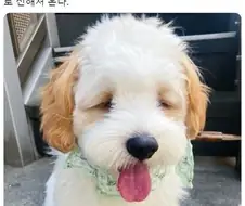 ?? : 마!!! 쮸인아!!! 산책!!!