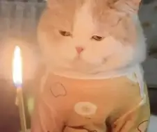 너무 급하게 준비한 냥냥이 생일파티