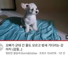 군대간 오빠를 기다린 강아지
