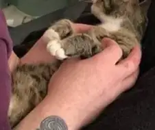 초음파 검사받는 고양이.jpg