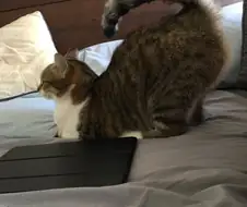 망가에서 은근 꼴리는 장면