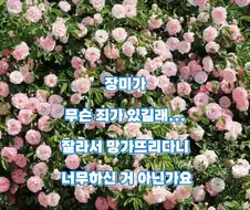 수원 행궁동 파란대문 장미 훼손 사건