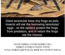 거미도 간택을 한다