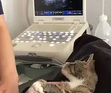 "처녀한테 임신이라니!! 그게 무슨 소리에욧!!"