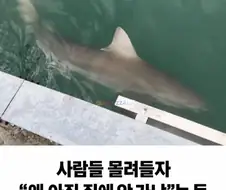 비교되는 상어 두 마리