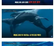 흑등고래 ㅅㅅ