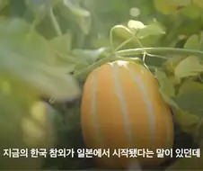 한국 참외가 일본에서 왔다는게 사실일까