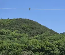 시골집 제비