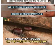 익충이지만 사람들이 잘 몰라서 퇴치당하는 벌레
