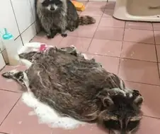 생구멍이란 만화 보추캐