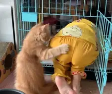 고양이의 하극상