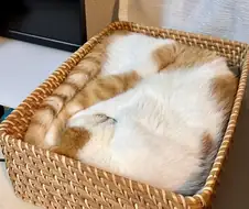 네모네모 고먐미.JPG