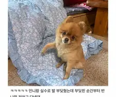 강아지랑 발 부딪혔는데.