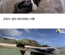 바다속성 고양이.jpg