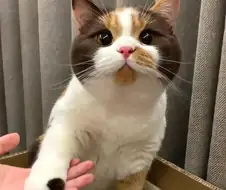 까페라떼냥...