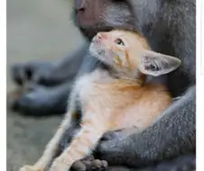 소년 만화의 대표적인 클리셰