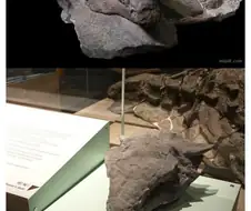 지구상에 현존하는 가장 완벽한 공룡 화석