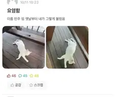 대학교 고양이 이름이 민주크레토스봉팔이 된 이유.eta