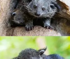 빈투롱(곰고양이)