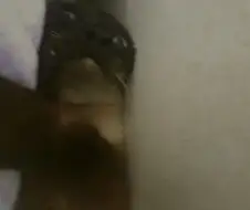 우리집 고양이 귀여운 사진 한장 평가해주세요