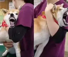 시바견 엄살 부리는거 처음 봄.jpg