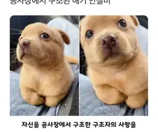 공사장에서 구조된 아기 인절미