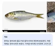 님들 ㅠㅠㅠㅠ 전어가 너무 불쌍해요 ㅠㅠㅜㅠㅠㅠ