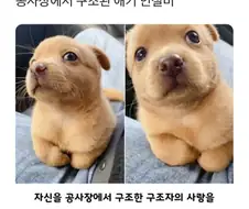 공사장에서 구조된 애기 인절미