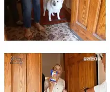 진돗개는 살이 안 찐다고 한다.jpg