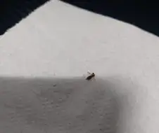 모기가 안보인다고?