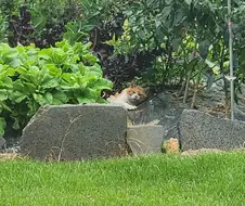 의외로 시골 밭에서 자라는거.cat