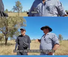 호주 소고기 가격이 유독 싼 이유.jpg