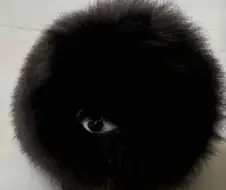깜댕이 포메라니안이 주둥이만 하얀 경우.jpg